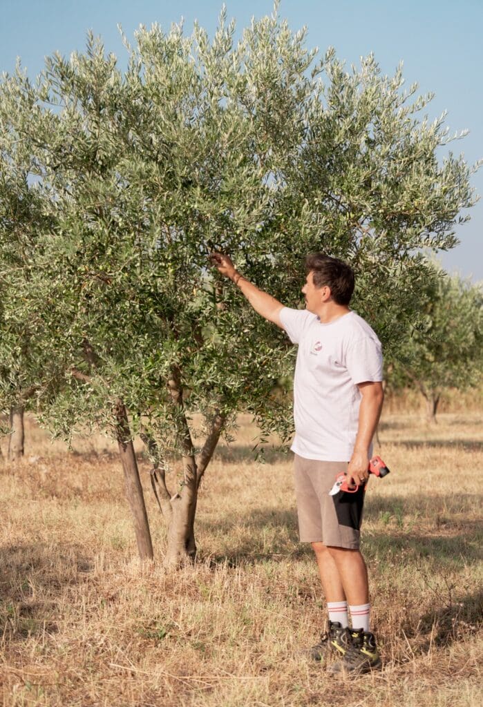 Prends racine au domaine — Dimitri dans un olivier de Plantier Agricole