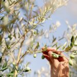Cueillette des olives à la main dans le verger Plantier Agricole