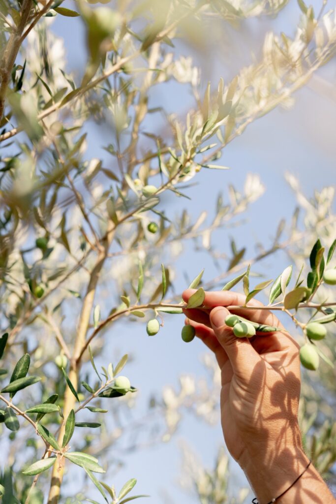 Cueillette des olives à la main dans le verger Plantier Agricole