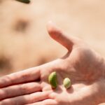 Olives fraîchement cueillies dans la main
