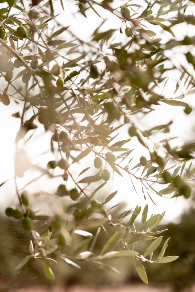 Olives vertes sur la branche, verger du Mas Plantier