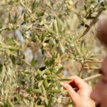 Ton olivier à olives — olives vertes sur l'arbre au Mas Plantier