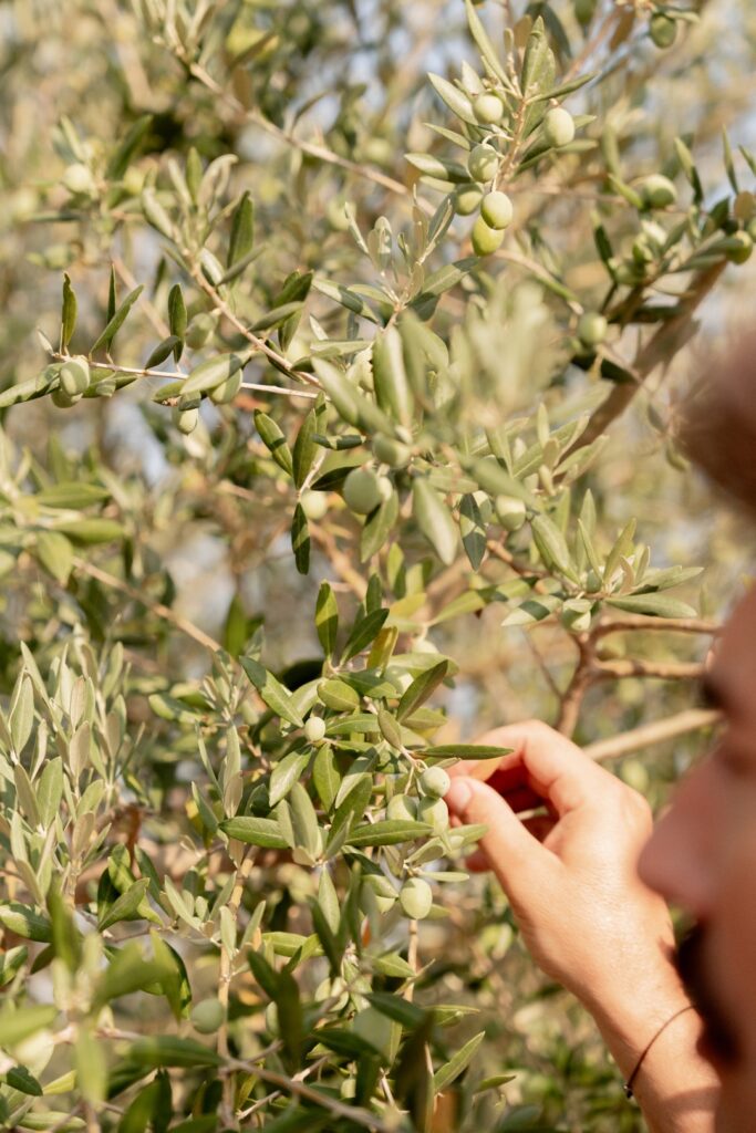Ton olivier à olives — olives vertes sur l'arbre au Mas Plantier