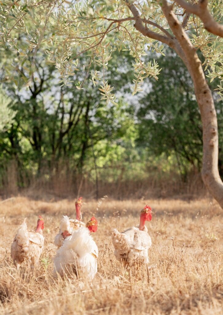 Les poules en liberté sous les oliviers du verger Plantier Agricole