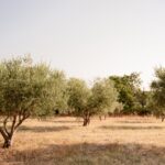 Les rangs d'oliviers du domaine Plantier Agricole