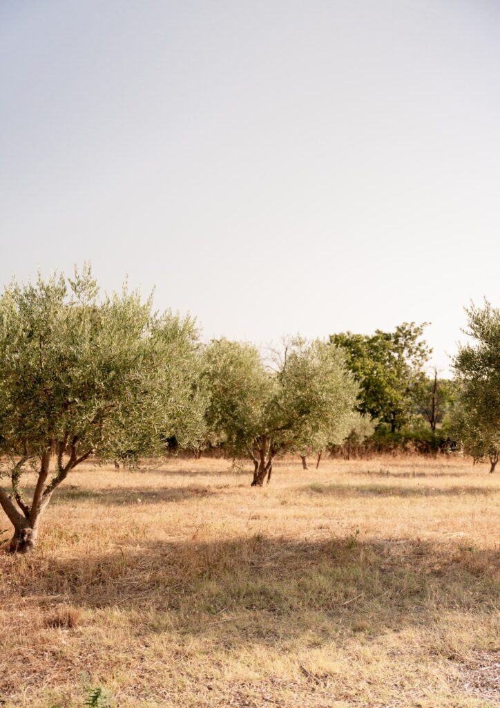 Les rangs d'oliviers du domaine Plantier Agricole