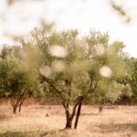 Le verger du Mas Plantier dans la lumière du soir